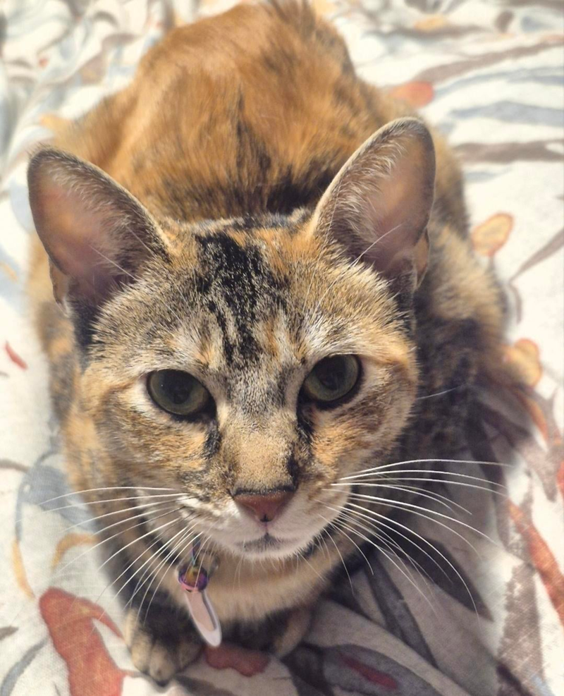 Cheezburger Image 10627097088