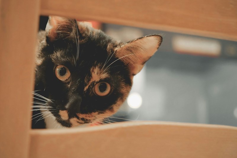 Picture of a cute calico cat peeking through a chair.