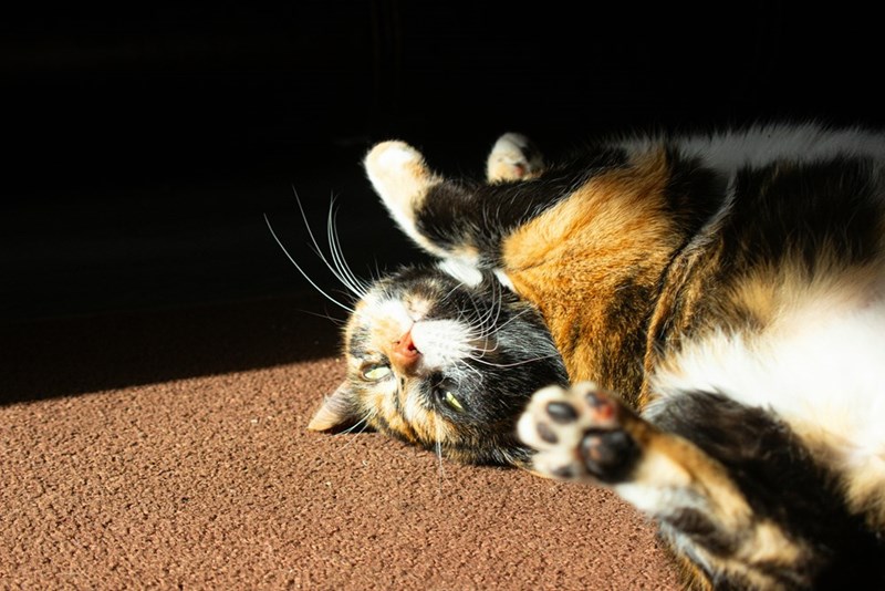 Picture of a cute calico cat showing its tummy.
