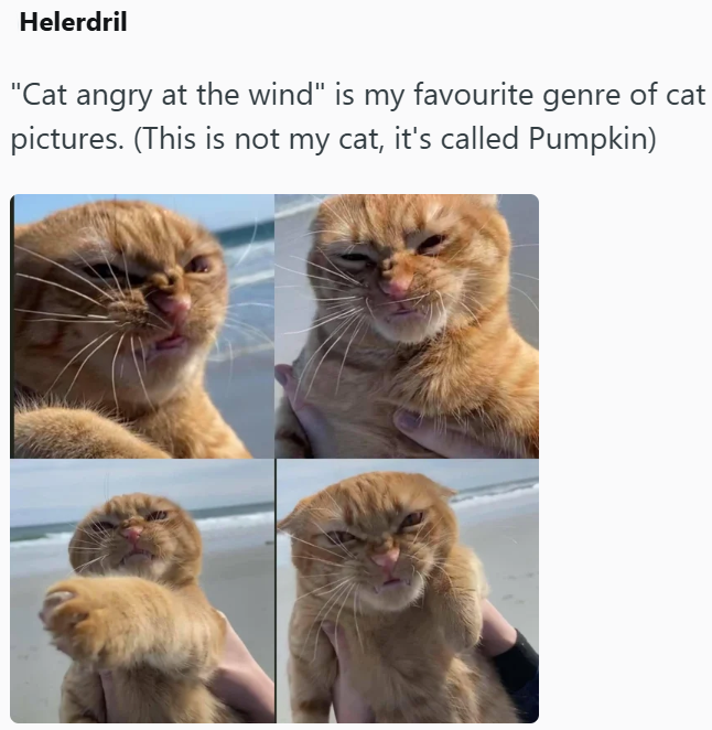 Helerdril "Cat angry at the wind" is my favourite genre of cat pictures. (This is not my cat, it's called Pumpkin)