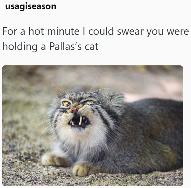 usagiseason For a hot minute I could swear you were holding a Pallas's cat