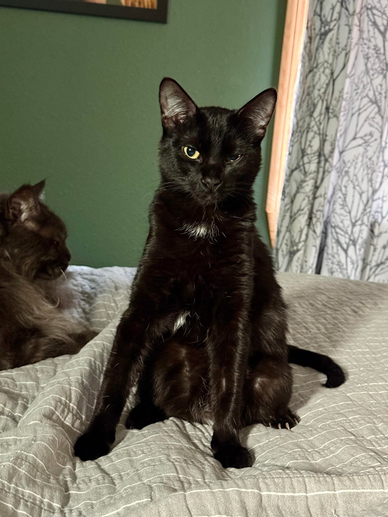 Cheezburger Image 10627105536