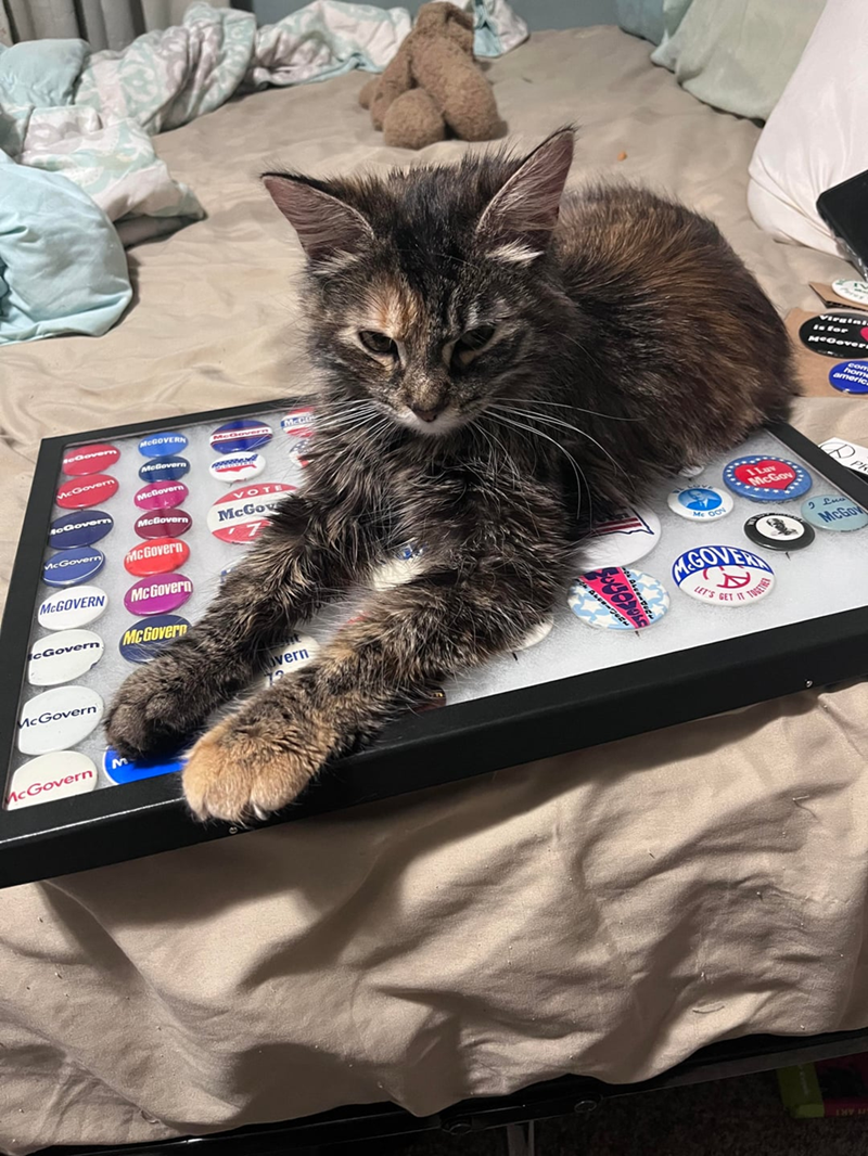 McCo McGovern NoGovern MCGOVERN McGovern McGovern McGovern 0000000 McGovern McGovern McGOVERN McGovern cGovern McGovern VOTE McGov McGovern McGovern M overn ch Avce-O ILuv McGov GOVER LET'S GET IT TOGET Virgini McGover com hom americ Ph I Lu McGov