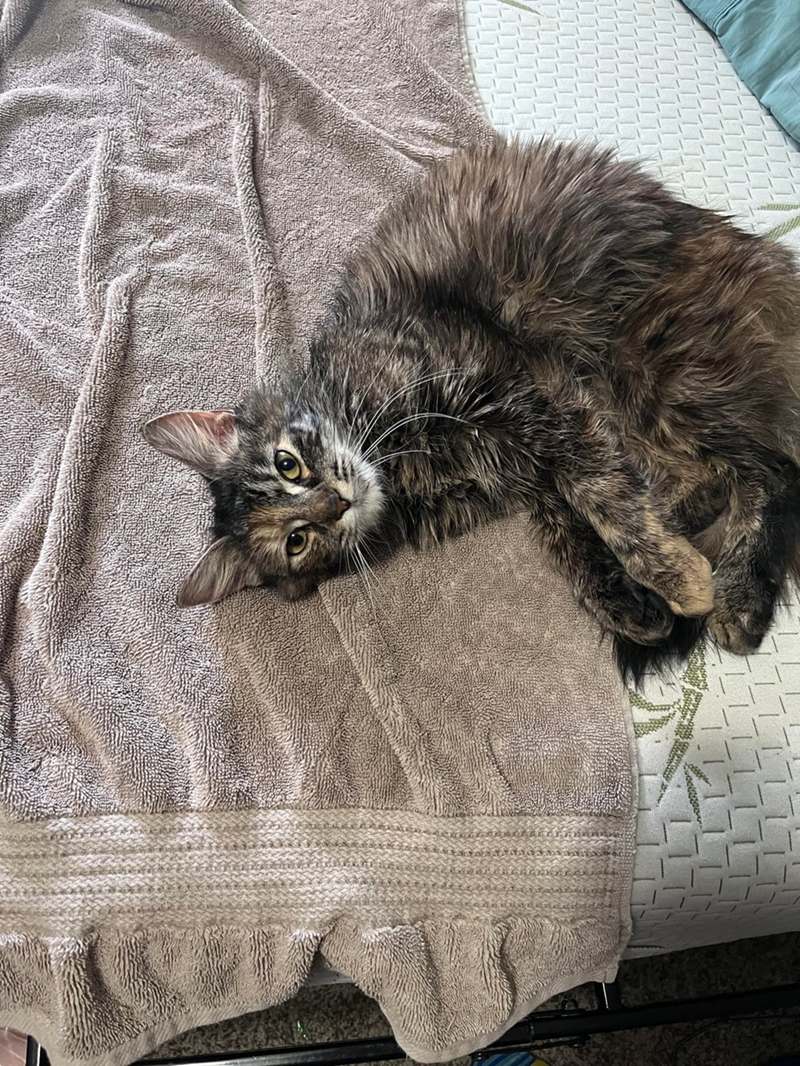 Cheezburger Image 10627107328