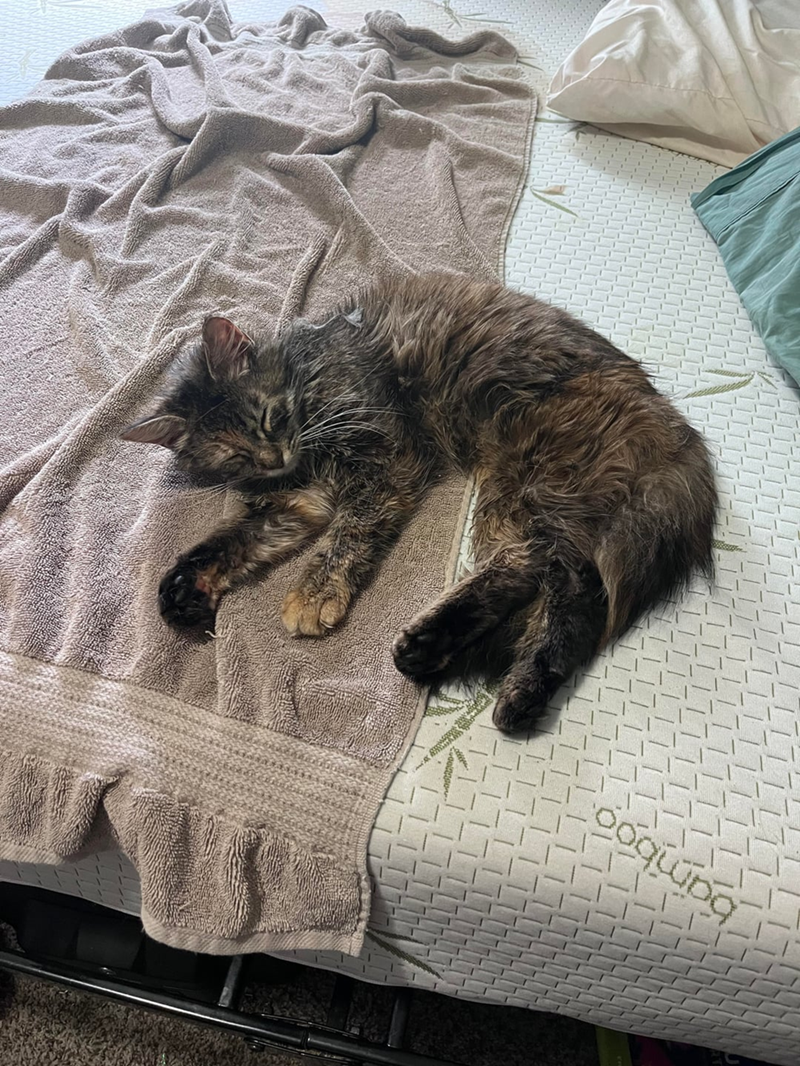 Cheezburger Image 10627107584