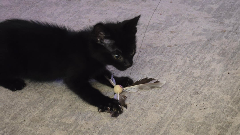 Cheezburger Image 10627108352