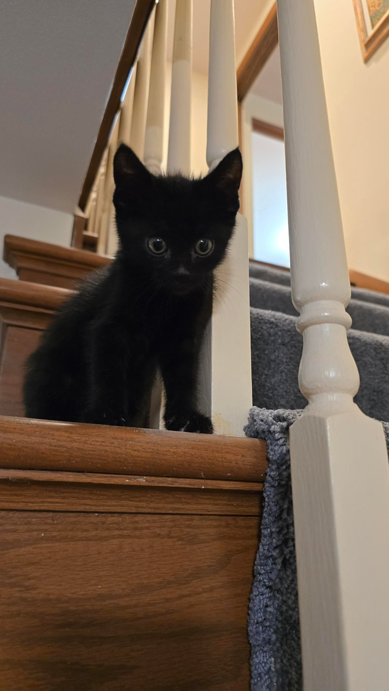 Cheezburger Image 10627109376