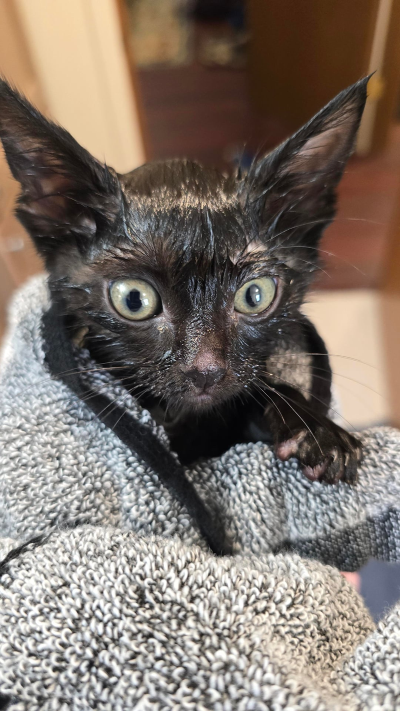 Cheezburger Image 10627109632