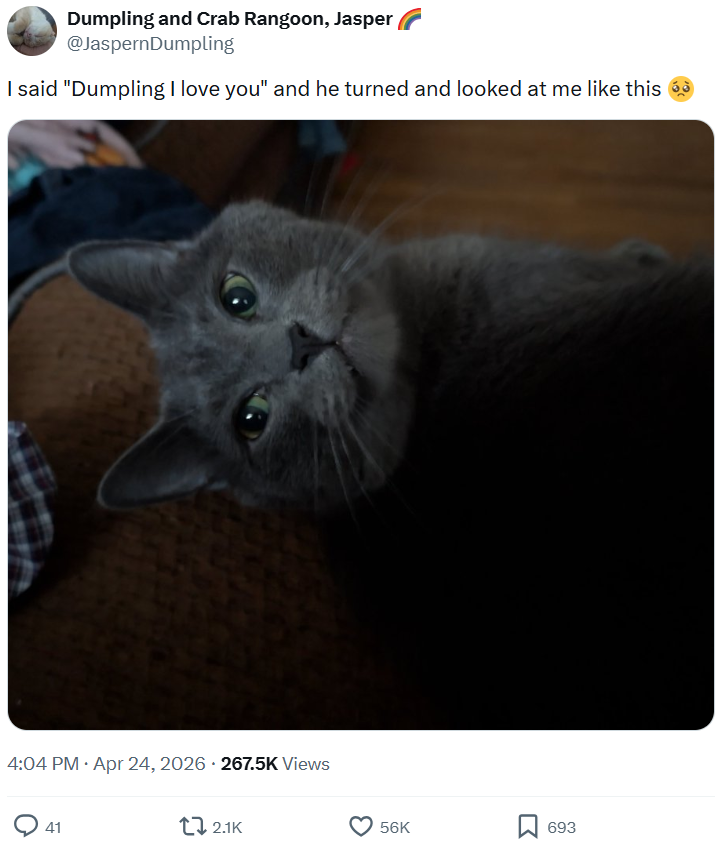 Dumpling and Crab Rangoon, Jasper @JaspernDumpling I said "Dumpling I love you" and he turned and looked at me like this 4:04 PM ⚫ Apr 24, 2026 - 267.5K Views 41 t 2.1K 56K 693