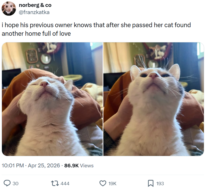 norberg & co @franzkatka i hope his previous owner knows that after she passed her cat found another home full of love 10:01 PM Apr 25, 2026 86.9K Views 30 444 19K ☐ 193