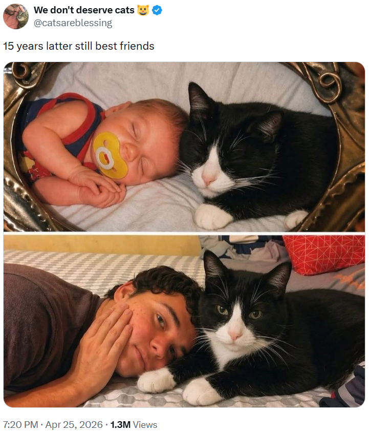 We don't deserve cats @catsareblessing 15 years latter still best friends . 7:20 PM • Apr 25, 2026 1.3M Views