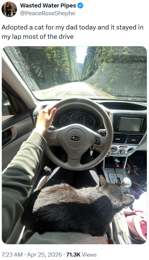 Wasted Water Pipes @PeaceRoseShephe Adopted a cat for my dad today and it stayed in my lap most of the drive • 7:23 AM ⚫ Apr 25, 2026 71.3K Views