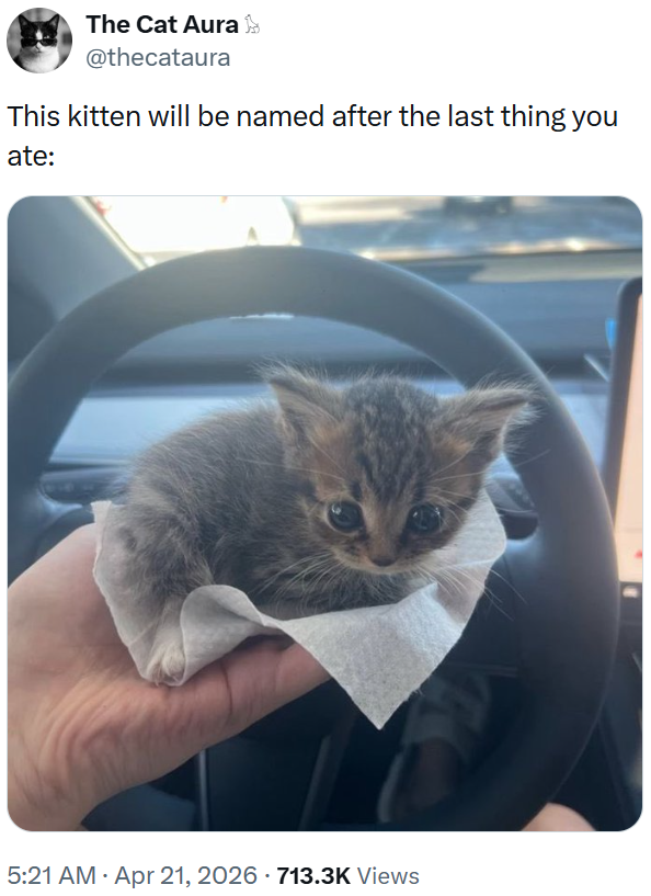 The Cat Aura >>> @thecataura This kitten will be named after the last thing you ate: 5:21 AM ⚫ Apr 21, 2026 - 713.3K Views •