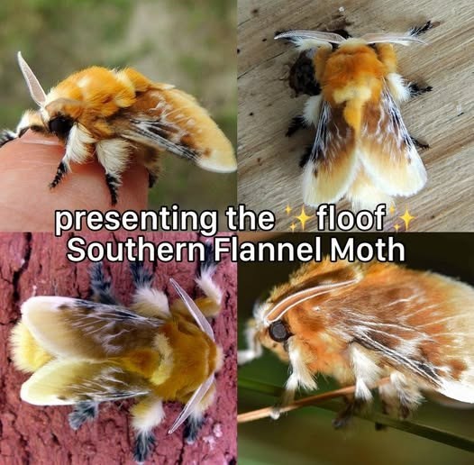 presenting the floof Southern Flannel Moth