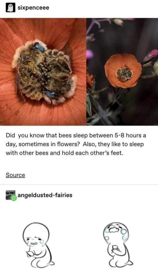 sixpenceee Did you know that bees sleep between 5-8 hours a day, sometimes in flowers? Also, they like to sleep with other bees and hold each other's feet. Source angeldusted-fairies