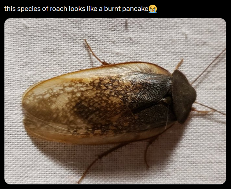 this species of roach looks like a burnt pancake
