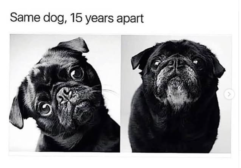 Same dog, 15 years apart >