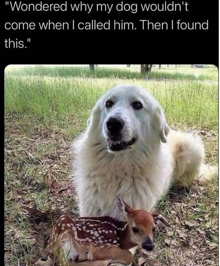 "Wondered why my dog wouldn't come when I called him. Then I found this."