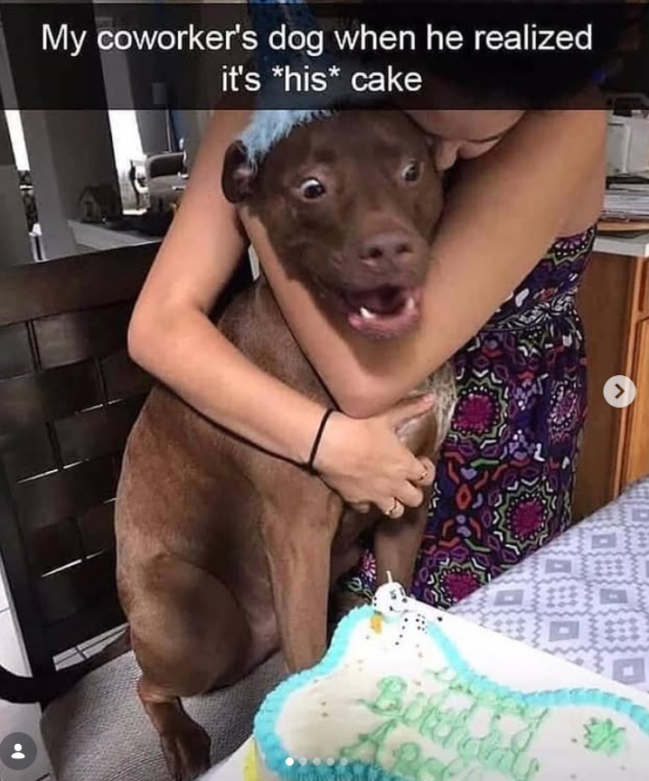 My coworker's dog when he realized it's *his* cake e. Birthing 津 >