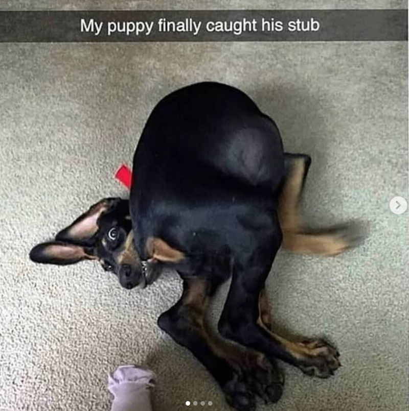 My puppy finally caught his stub