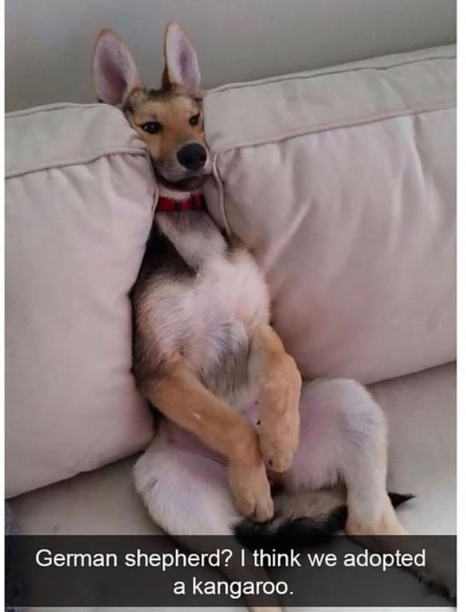 German shepherd? I think we adopted a kangaroo.