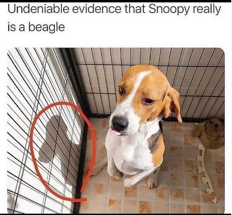 Undeniable evidence that Snoopy really is a beagle
