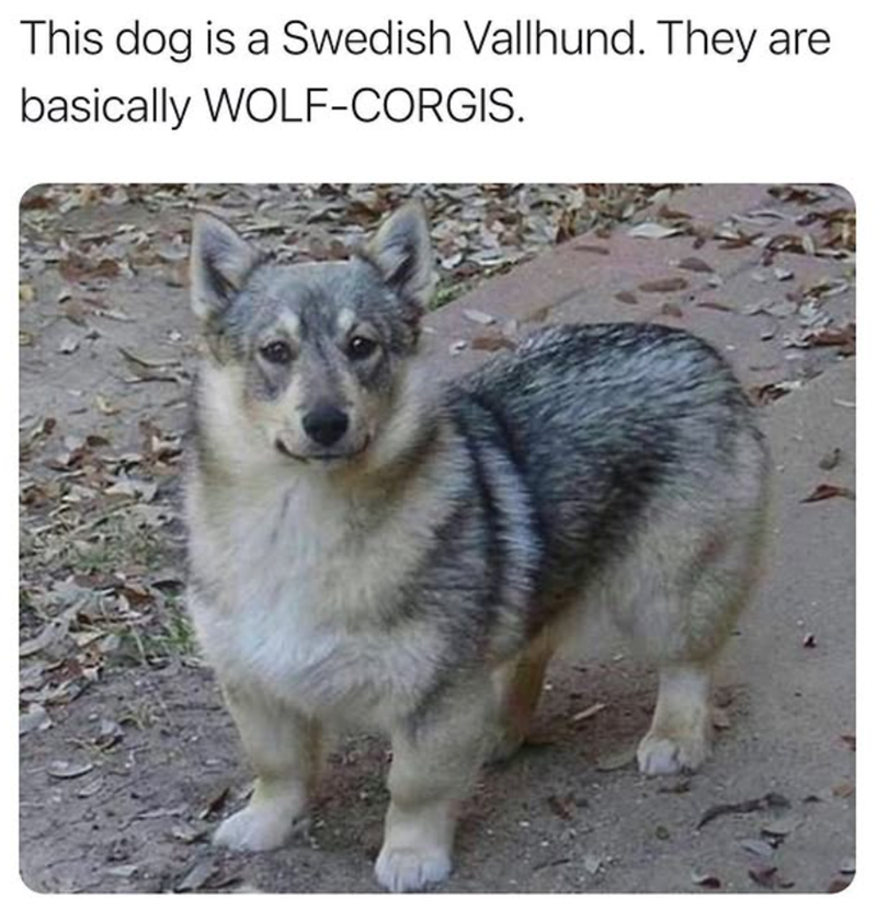 This dog is a Swedish Vallhund. They are basically WOLF-CORGIS.