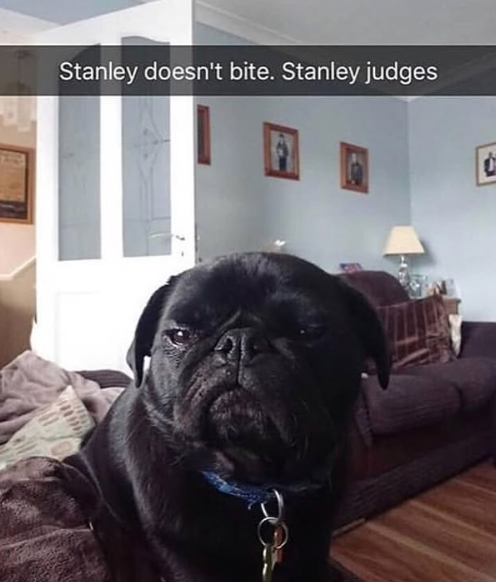 Stanley doesn't bite. Stanley judges
