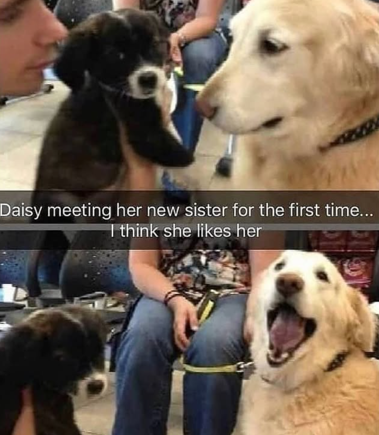 Daisy meeting her new sister for the first time... I think she likes her