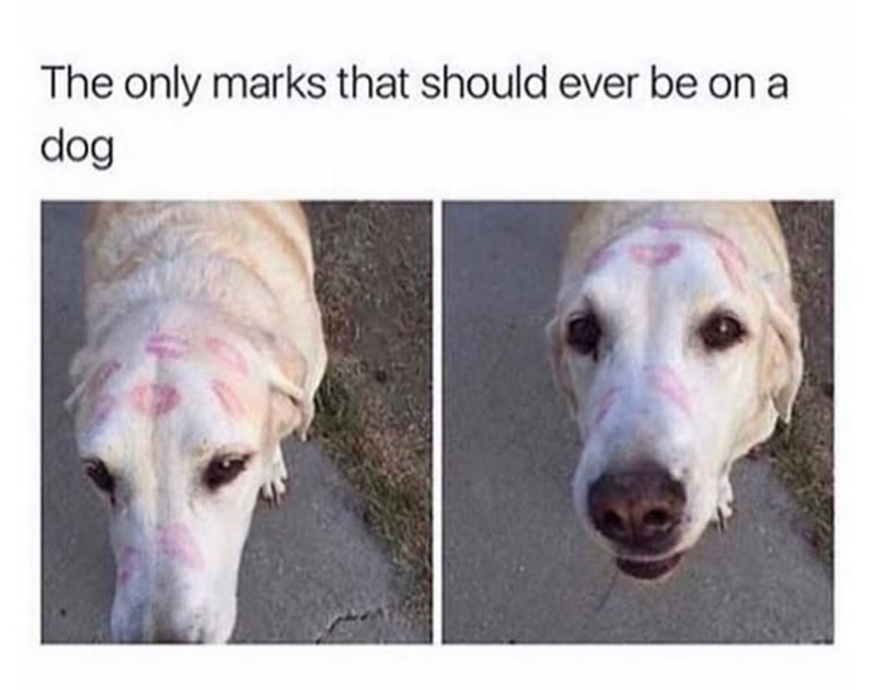 The only marks that should ever be on a dog