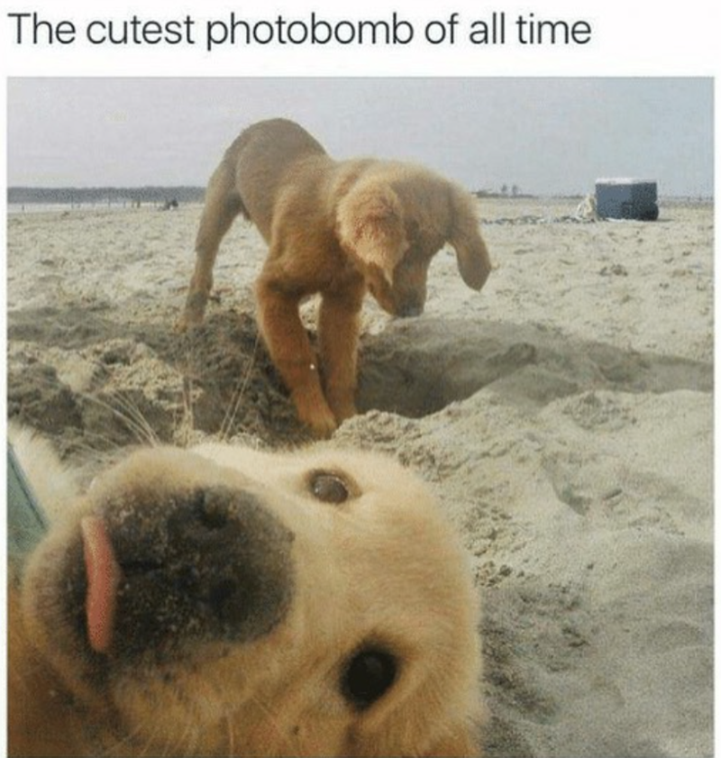 The cutest photobomb of all time