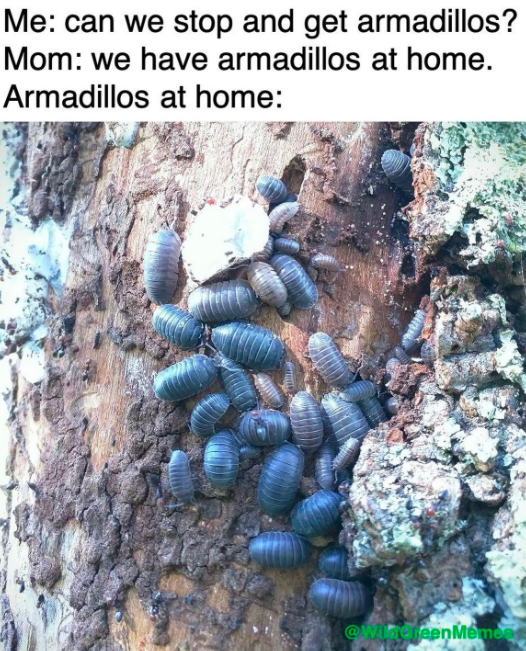 Me: can we stop and get armadillos? Mom: we have armadillos at home. Armadillos at home: @wing eenMemor