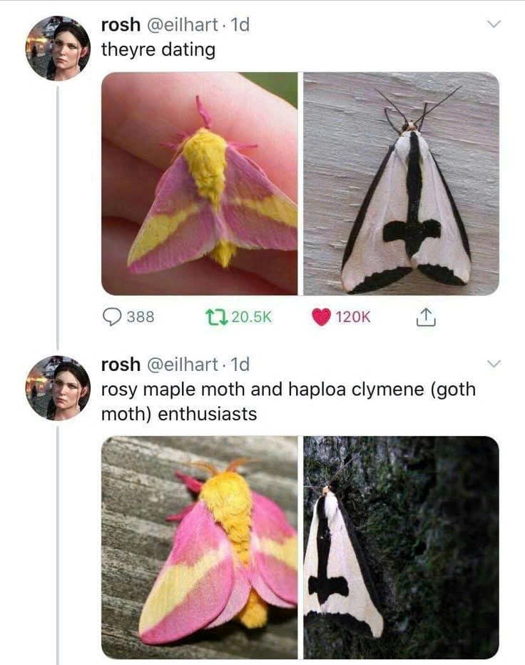rosh @eilhart. 1d theyre dating 388 120.5K 120K rosh @eilhart. 1d rosy maple moth and haploa clymene (goth moth) enthusiasts