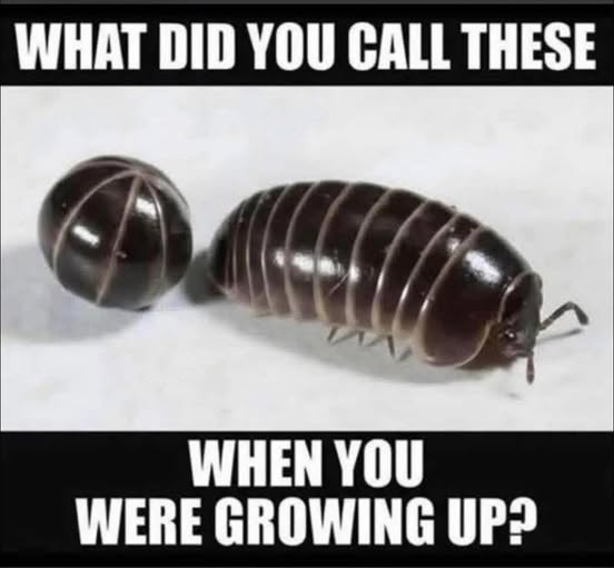 WHAT DID YOU CALL THESE WHEN YOU WERE GROWING UP?