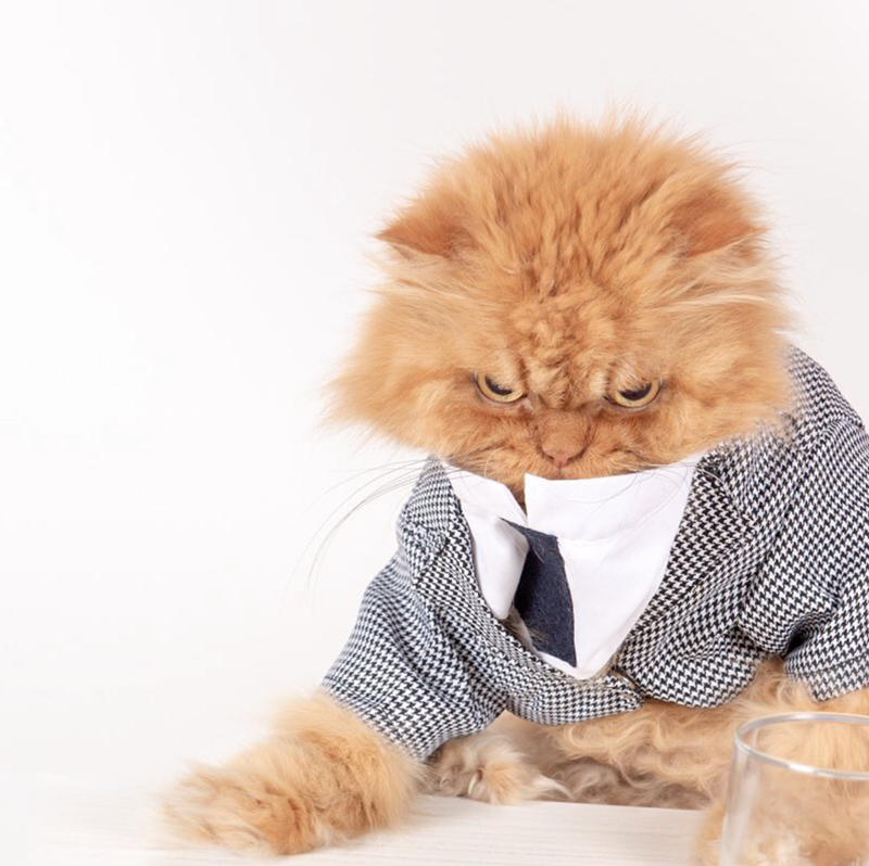 Cheezburger Image 10627133440