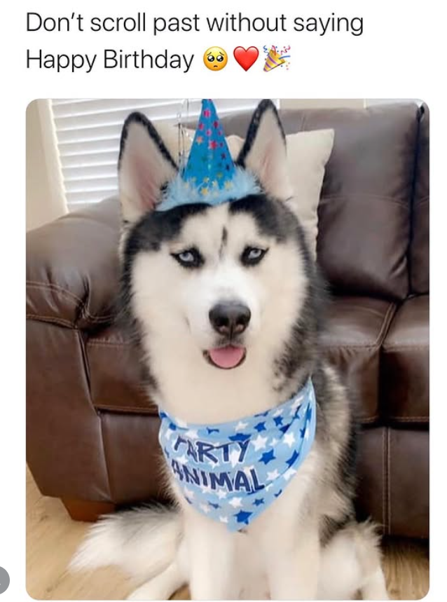Don't scroll past without saying Happy Birthday ♥ ARTY ANIMAL