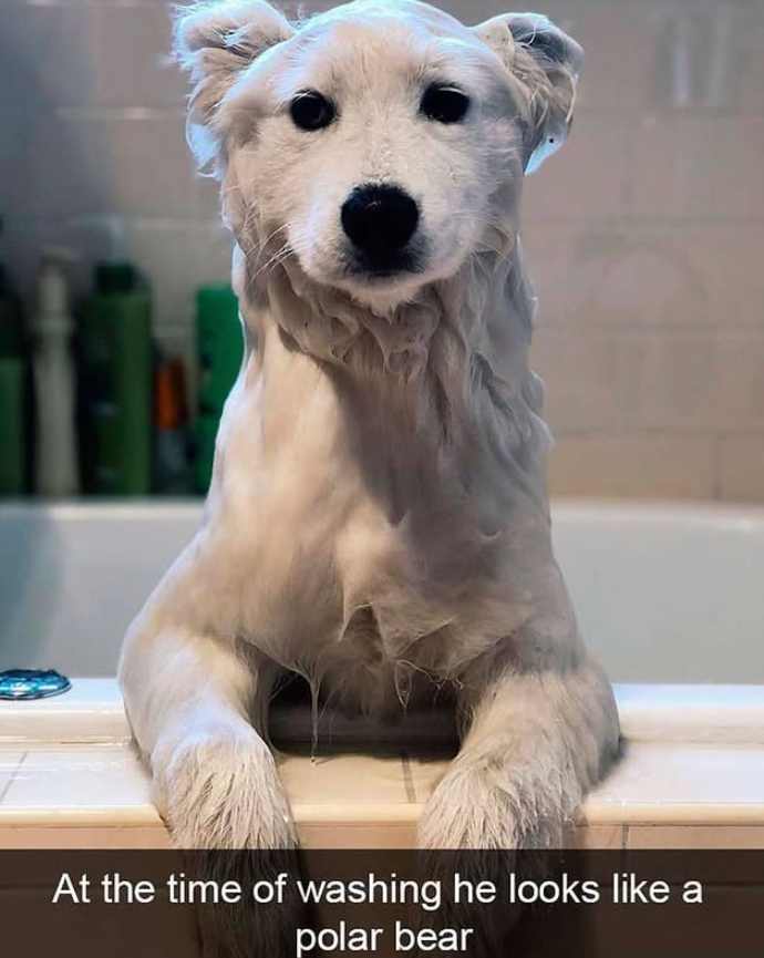 At the time of washing he looks like a polar bear