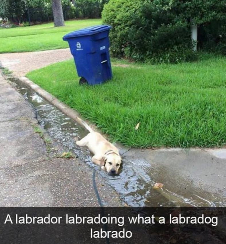 A labrador labradoing what a labradog labrado