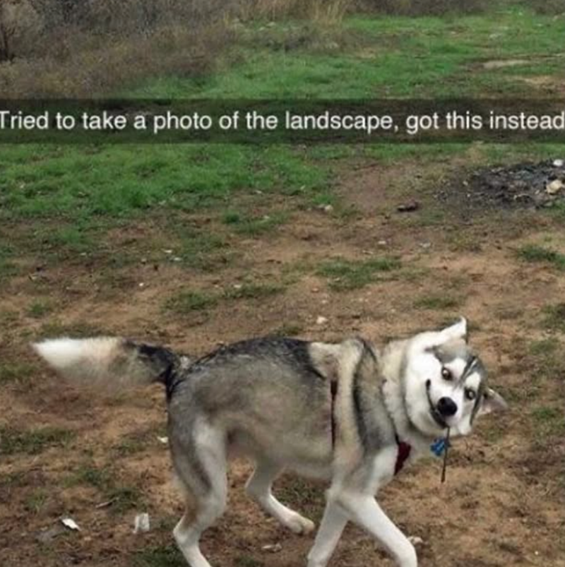 Tried to take a photo of the landscape, got this instead