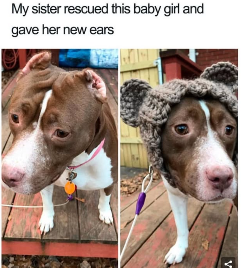 My sister rescued this baby girl and gave her new ears