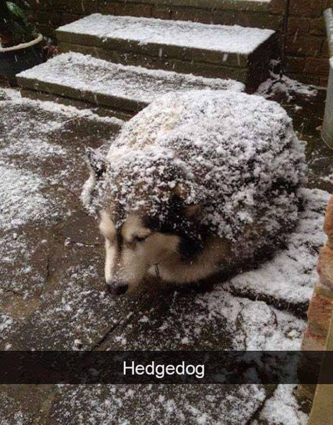 Hedgedog