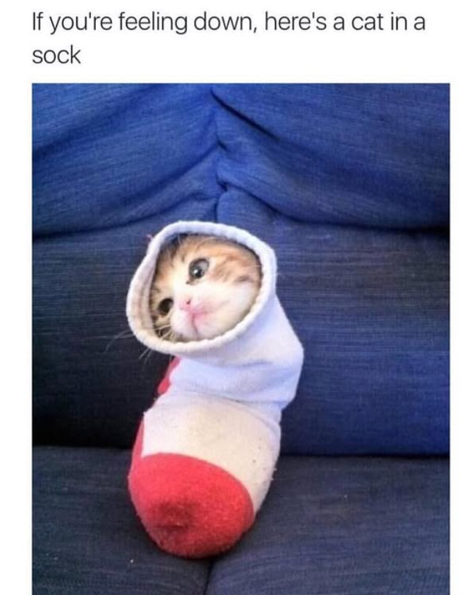 If you're feeling down, here's a cat in a sock