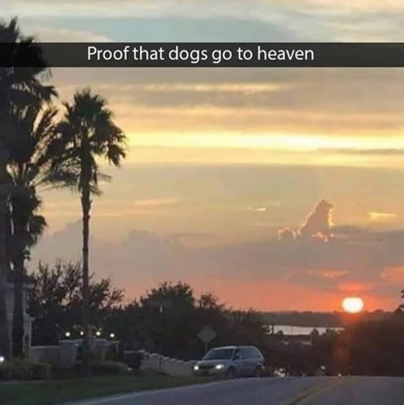 Proof that dogs go to heaven