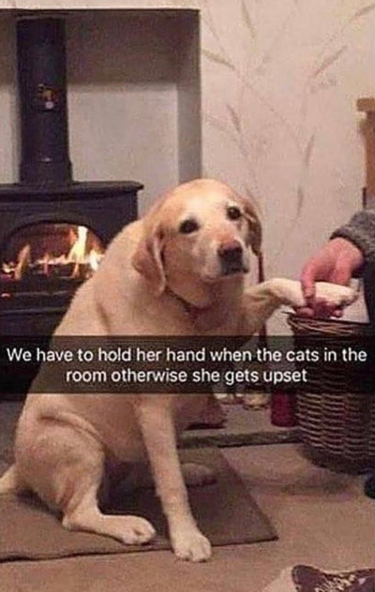 We have to hold her hand when the cats in the room otherwise she gets upset