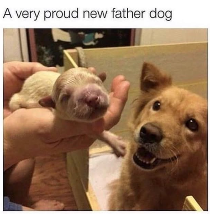 A very proud new father dog.
