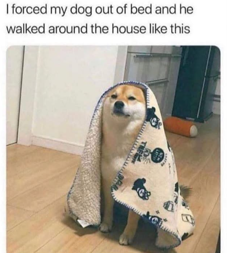 I forced my dog out of bed and he walked around the house like this LASTAN NOW THE F