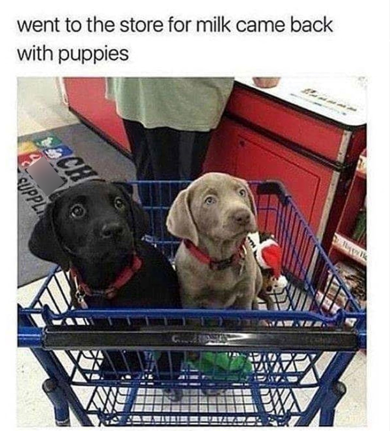 went to the store for milk came back with puppies CH SUPPLI