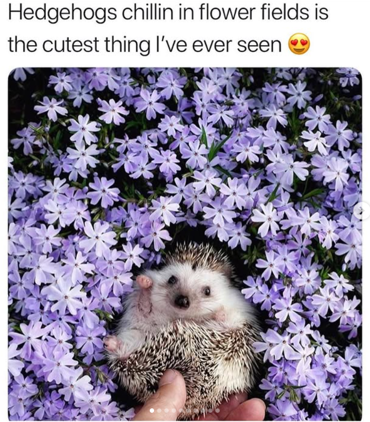 Hedgehogs chillin in flower fields is the cutest thing I've ever seen