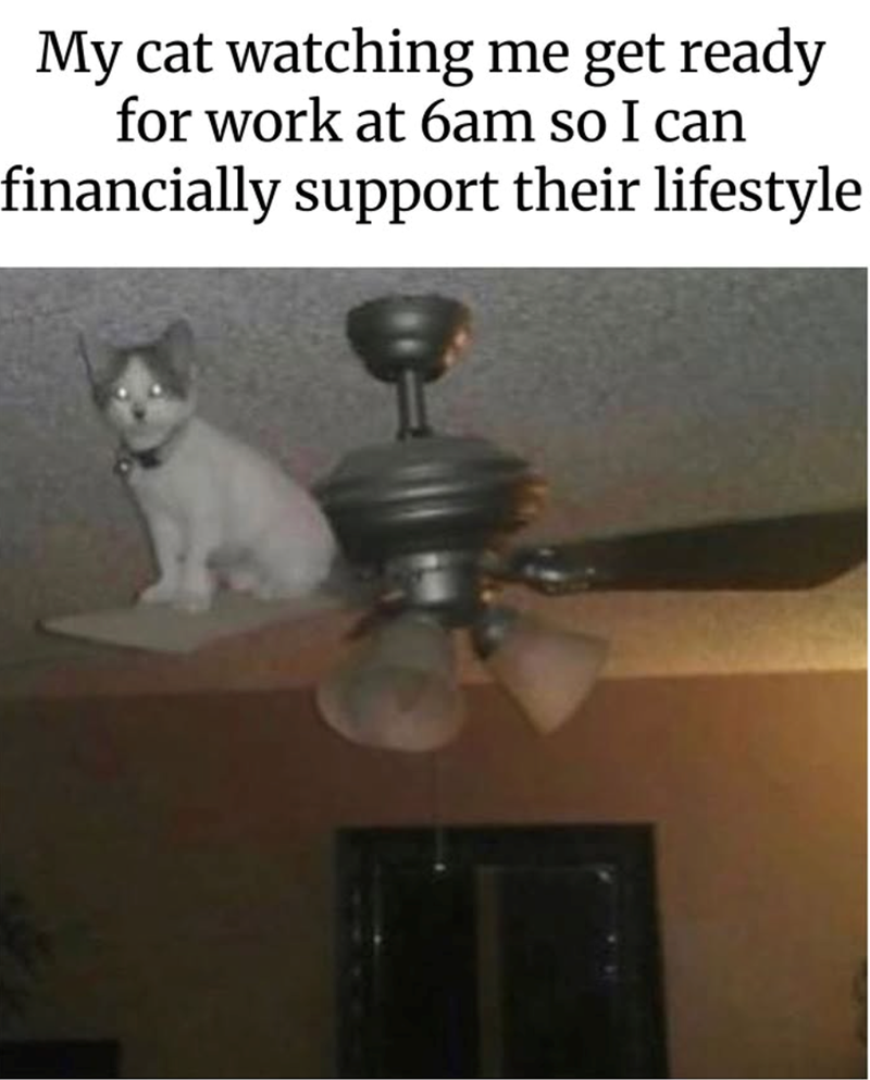 My cat watching me get ready for work at 6am so I can financially support their lifestyle