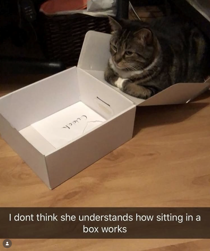 I dont think she understands how sitting in a box works